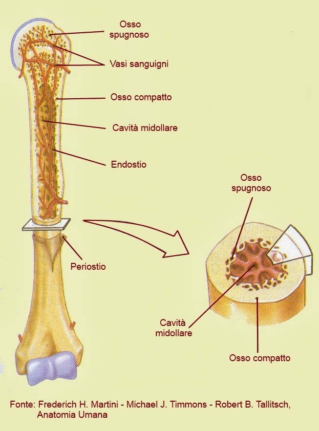 L'osso. Anatomia.