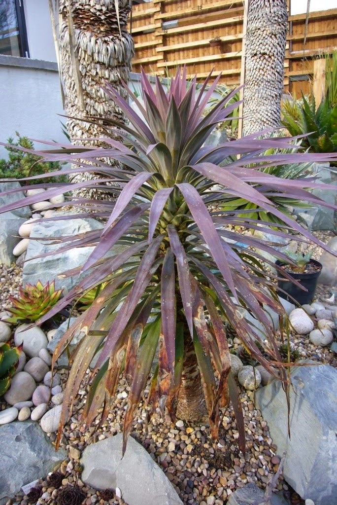 Spiky obsession Yucca and cordyline get in on the act
