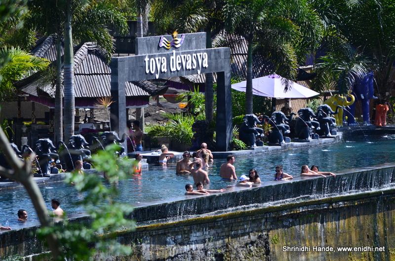 Ficus Trees Too Much Hassle Ramblings From A Desert Garden