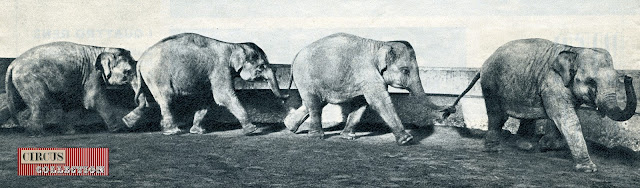 quatre jeunes éléphants 