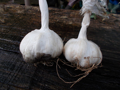 Garlic bulbs Grow your own garlic 80 Minute Allotment Green Fingered Blog