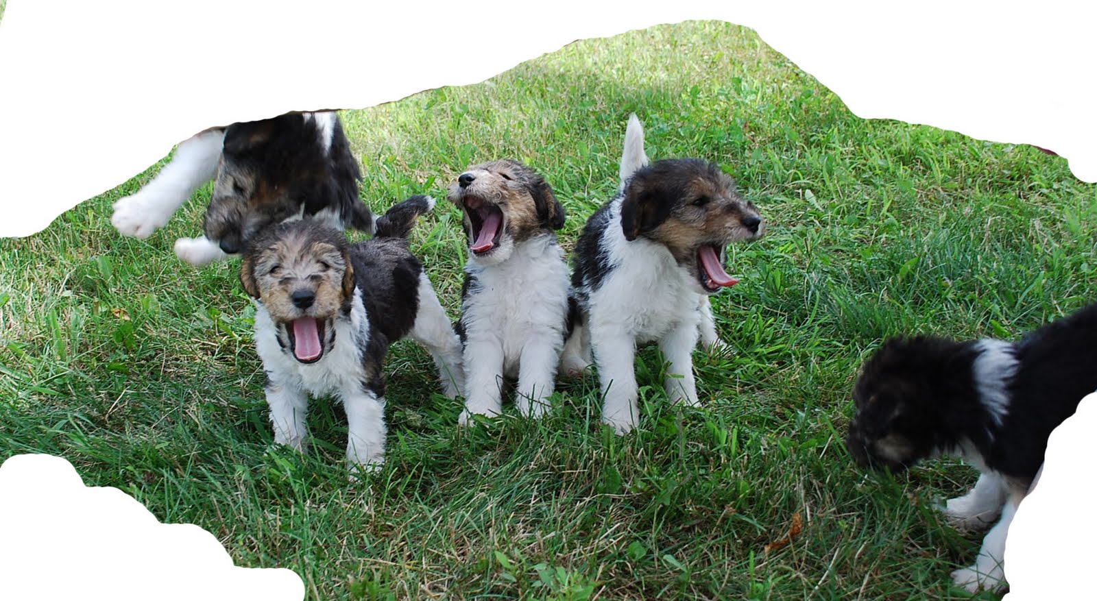 Scruffy, Lacie and Stan's Place: RATS, We're BACK!!!!!