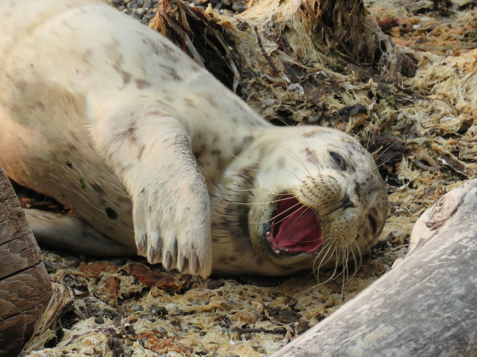 Buzz's Marine Life of Puget Sound FIRST HARBOR SEAL PUP OF 2017 SEASON
