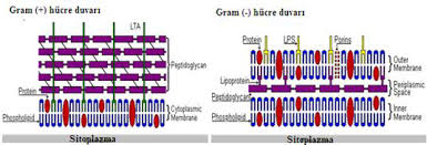 Gram Boyama Microbiology Laboratory Turkey