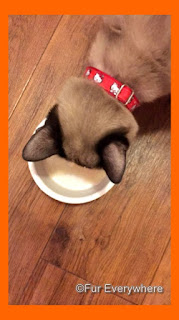 Tylan enjoys Friskies Lil' Soups with Chicken and Butternut Squash.