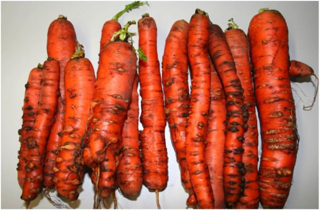 Siapa yang tidak kenal dengan sayuran wortel 4 Manfaat Wortel untuk Kesehatan yang Sangat Luar Biasa