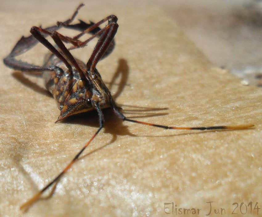 Insetologia Identificação de insetos Percevejo Leptoglossus no Piauí Insetologia Identificação de insetos Percevejo Leptoglossus no Piauí