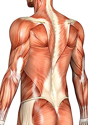 TECIDOS MUSCULARES PDF TECIDOS MUSCULARES PDF