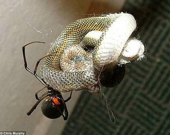 Flagra de uma aranha devorando cobra na África do Sul