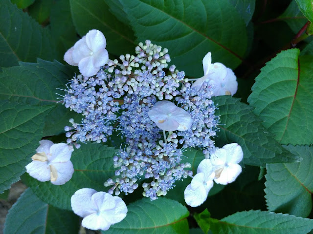 Blue Hydrangea blooms