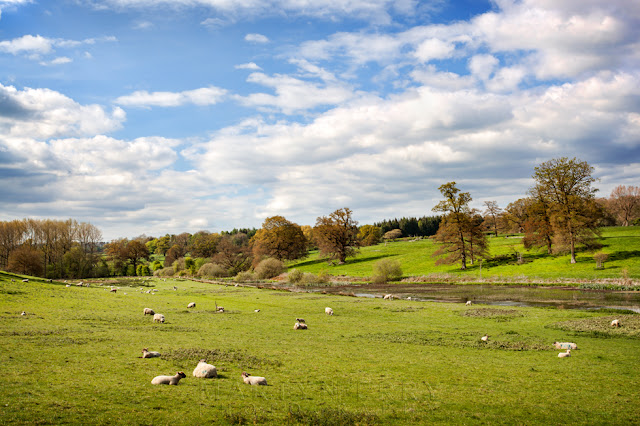 Idyllic view of sheep and Windrush valley stream near Sherborne in the Cotswolds