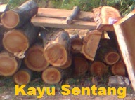 Anim Agro Technology: MENGENAL JENIS KAYU (Part 1)