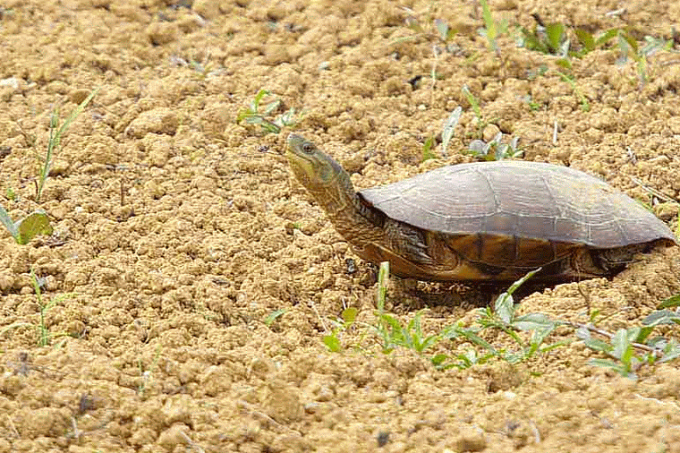 Ryukyu Life Looks Like Another Endangered Turtle