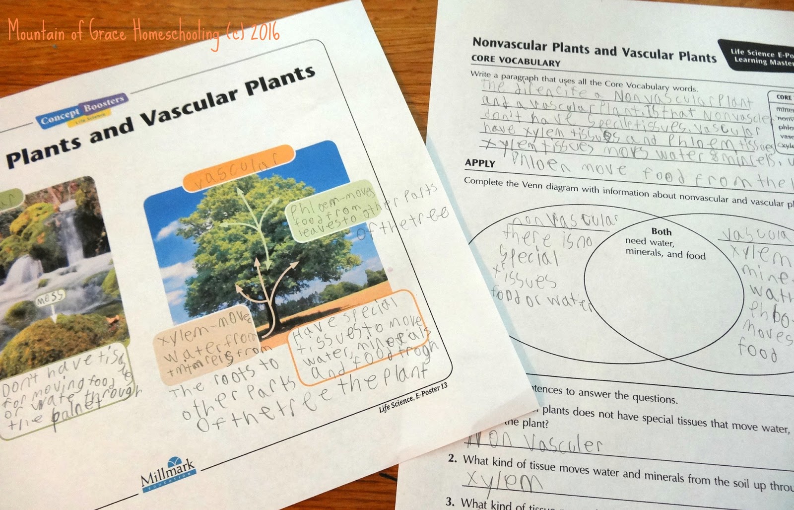enchanted learning has a wonderful selection of plant lessons and worksheets we used a few of them too the kids did a fun experiment with celery and food enchanted learning has a wonderful selection of plant lessons and worksheets we used a few of them too the kids did a fun experiment with celery and food