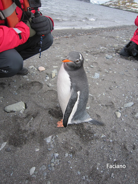Antarctica南極,復活節島,法姿優乾洗頭乾洗髮Faciano Dry Shampoo