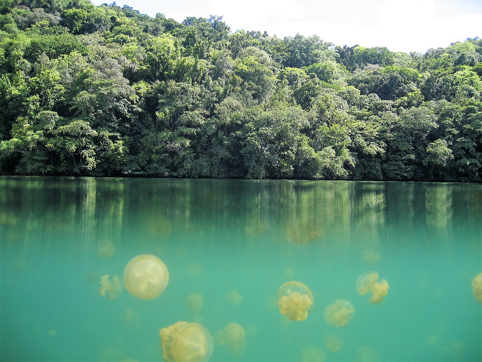 Fieggentrio Jellyfish Lake (Oceanie)