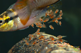 Pelvicachromis subocellatus "moanda"