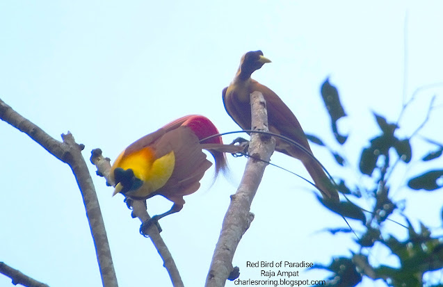 Red Bird of Paradise (Paradisaea rubra) in the jungle of Indonesia