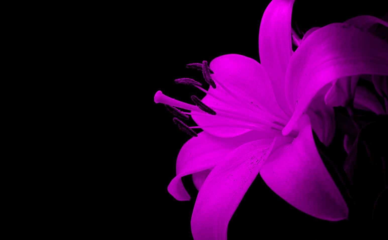 Free Wallpapers   amazing purple flower in darkness wallpaper