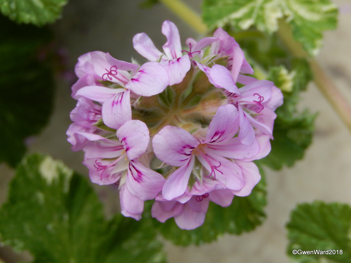 PERFECT "Charmay Snowflurry" Scented Leaf Pelargonium and some views of RHS Garden, Wisley