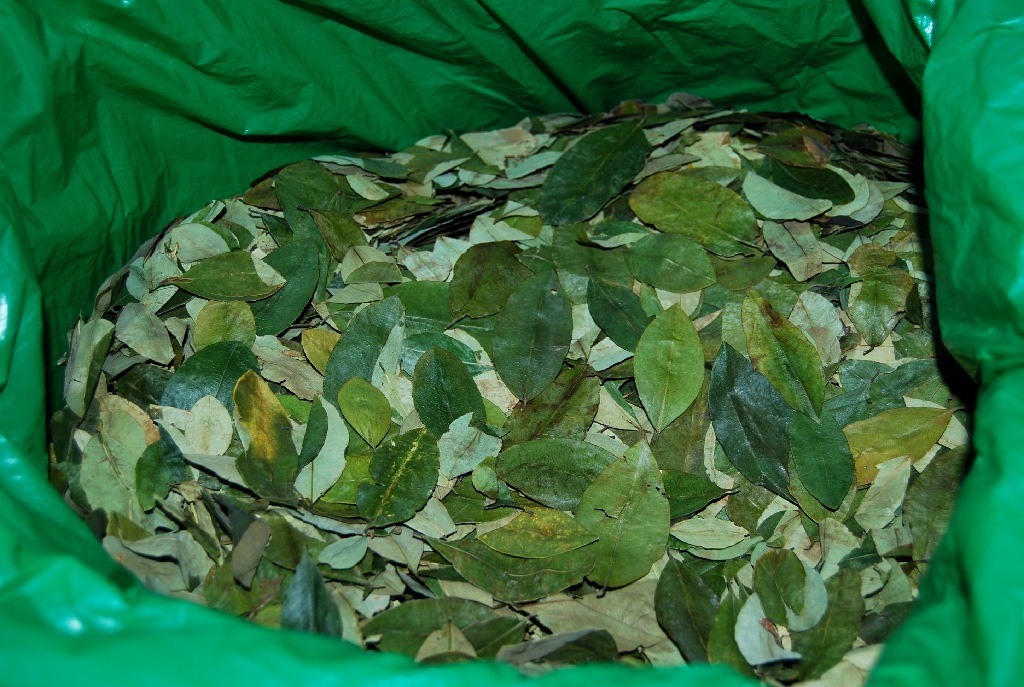 Coca Leaves and their Llipt’a in Cuzco Coca Tea Company