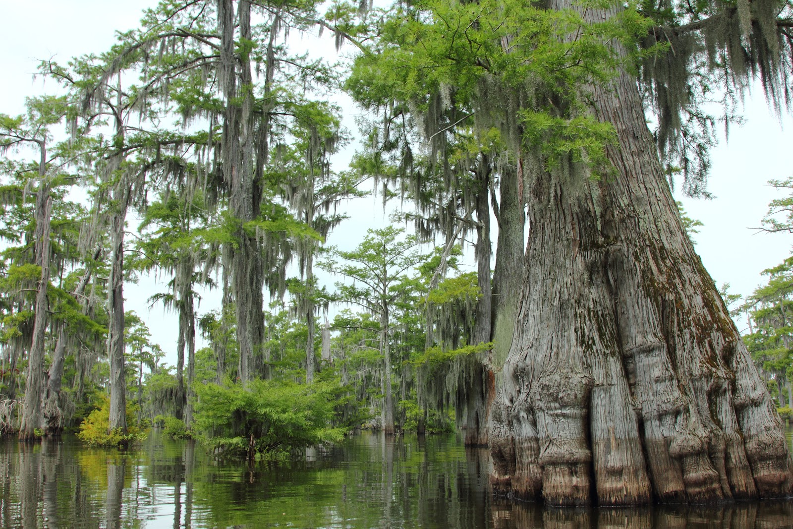 The World I See Turkey Creek Lake