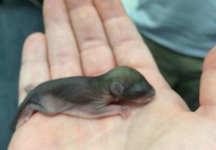 The newborn was by itself on the side of the road on a extremely hot day in St. Petersburg, Florida. It seemed the tiny animal got separated from her family. - This Guy Saved A Tiny Animal, But Had No Idea What It Actually Was. The newborn was by itself on the side of the road on a extremely hot day in St. Petersburg, Florida. It seemed the tiny animal got separated from her family. - This Guy Saved A Tiny Animal, But Had No Idea What It Actually Was.