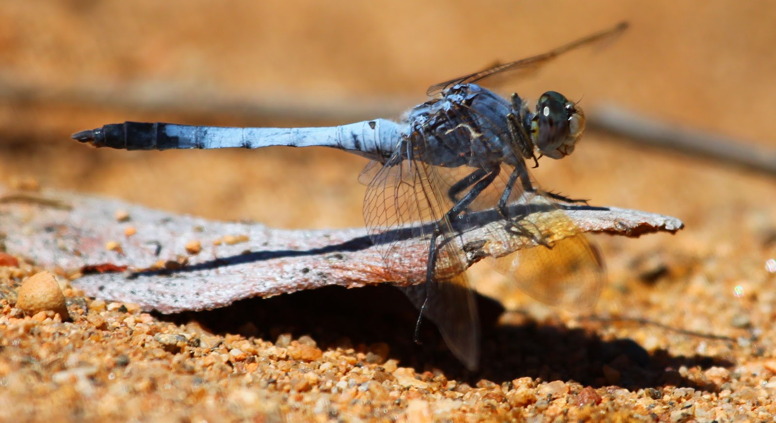 Richard Waring's Birds of Australia Bearded Dragon eats Native Black