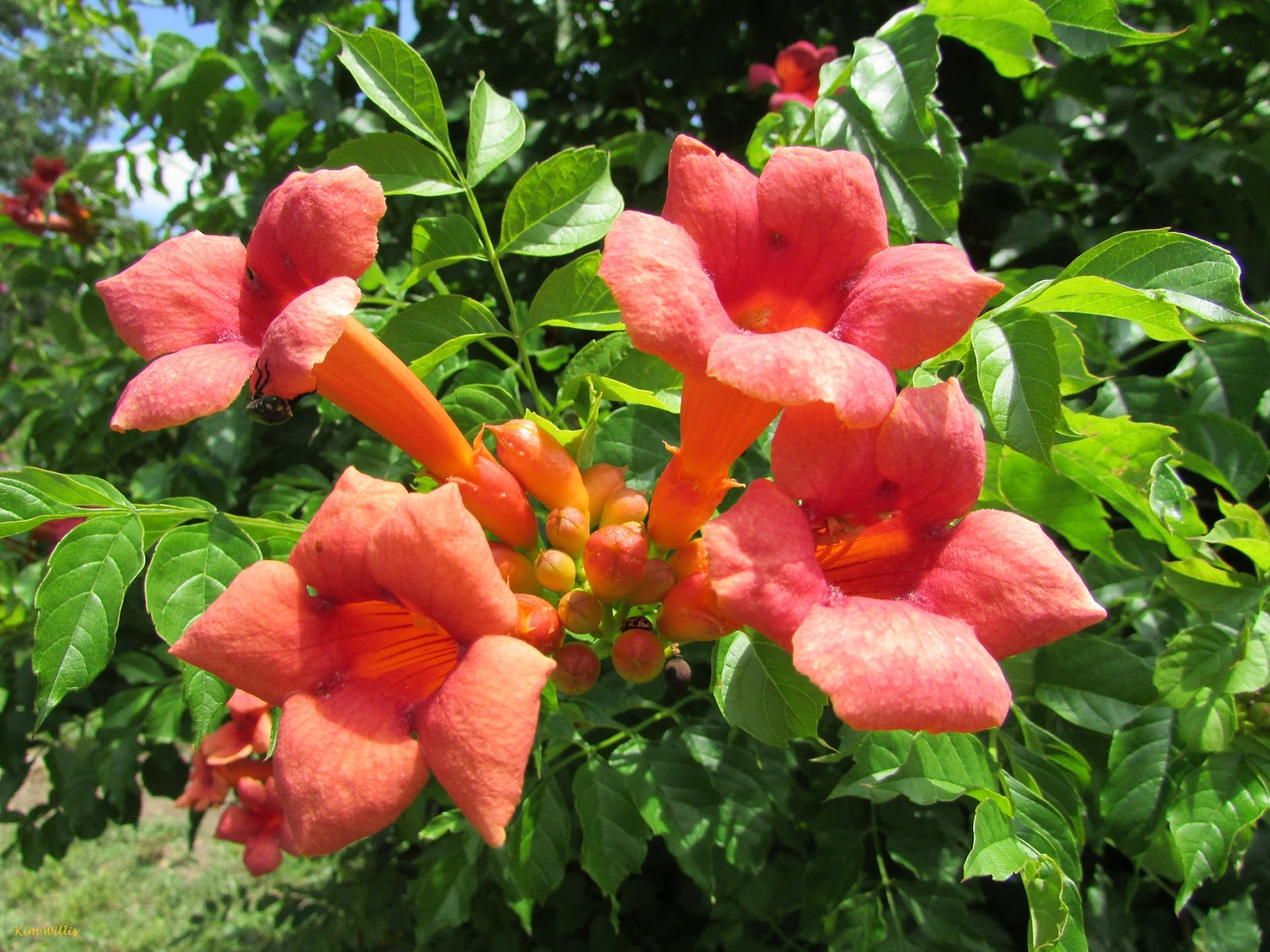 How can you use a trumpet vine to attract hummingbirds?