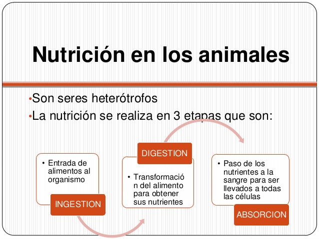 Nutricion En Animales