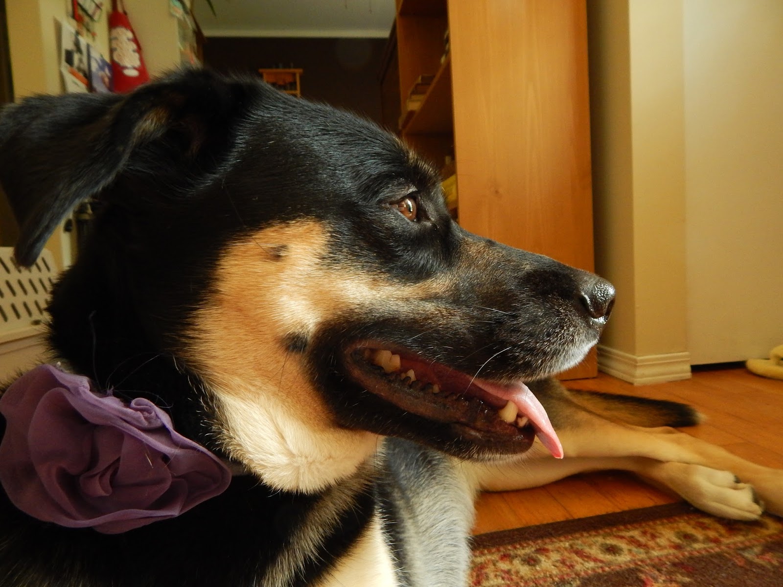 fortiflora for cats chewy