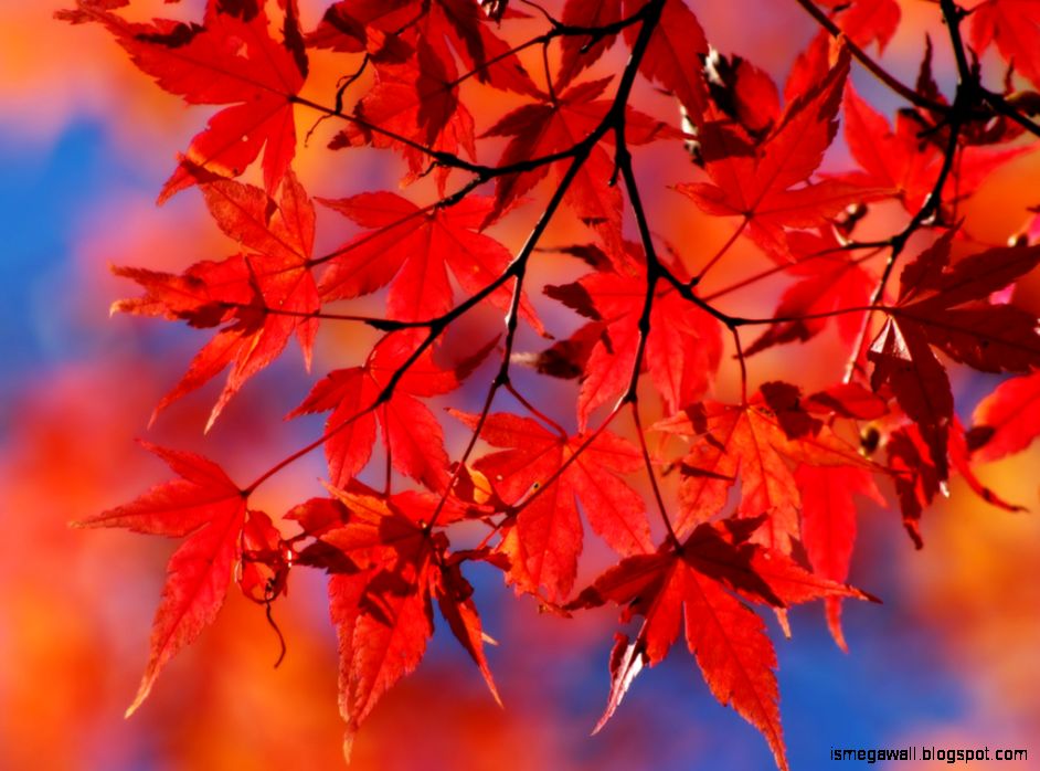Dry Leaves Autumn Wallpapers