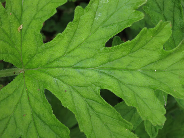 Part of a bright green, scented geranium leaf, showing its veins.