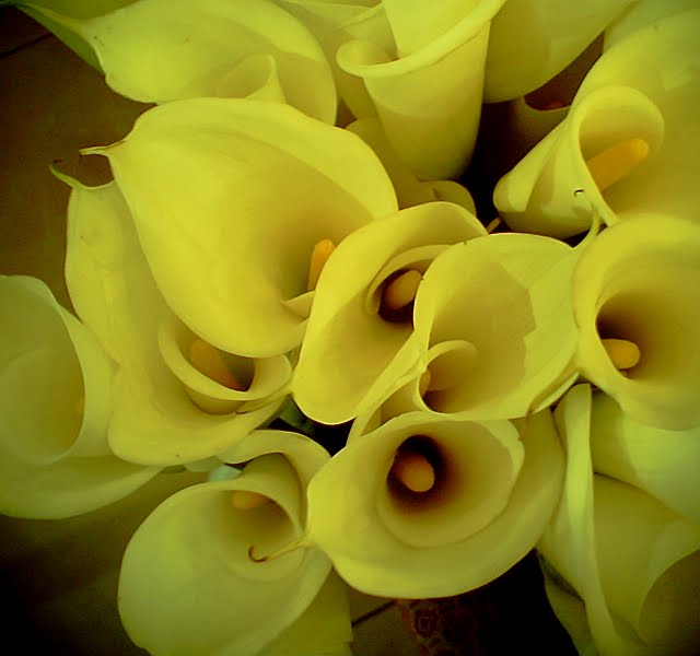 ask-sardine-personality