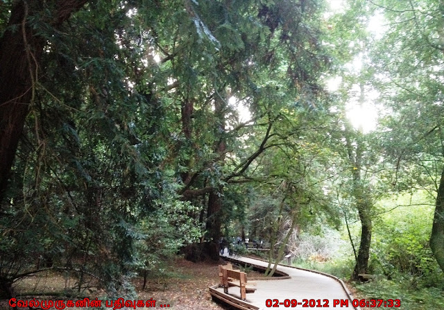Redwood and sequoia trees 