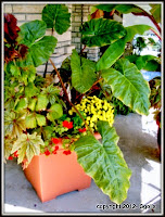 Accent containers with yellow Chrysanthemums