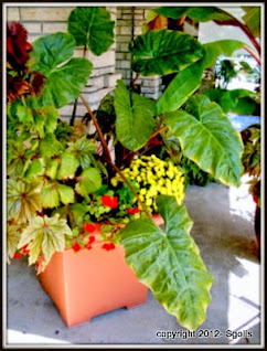 Elephant ear container garden