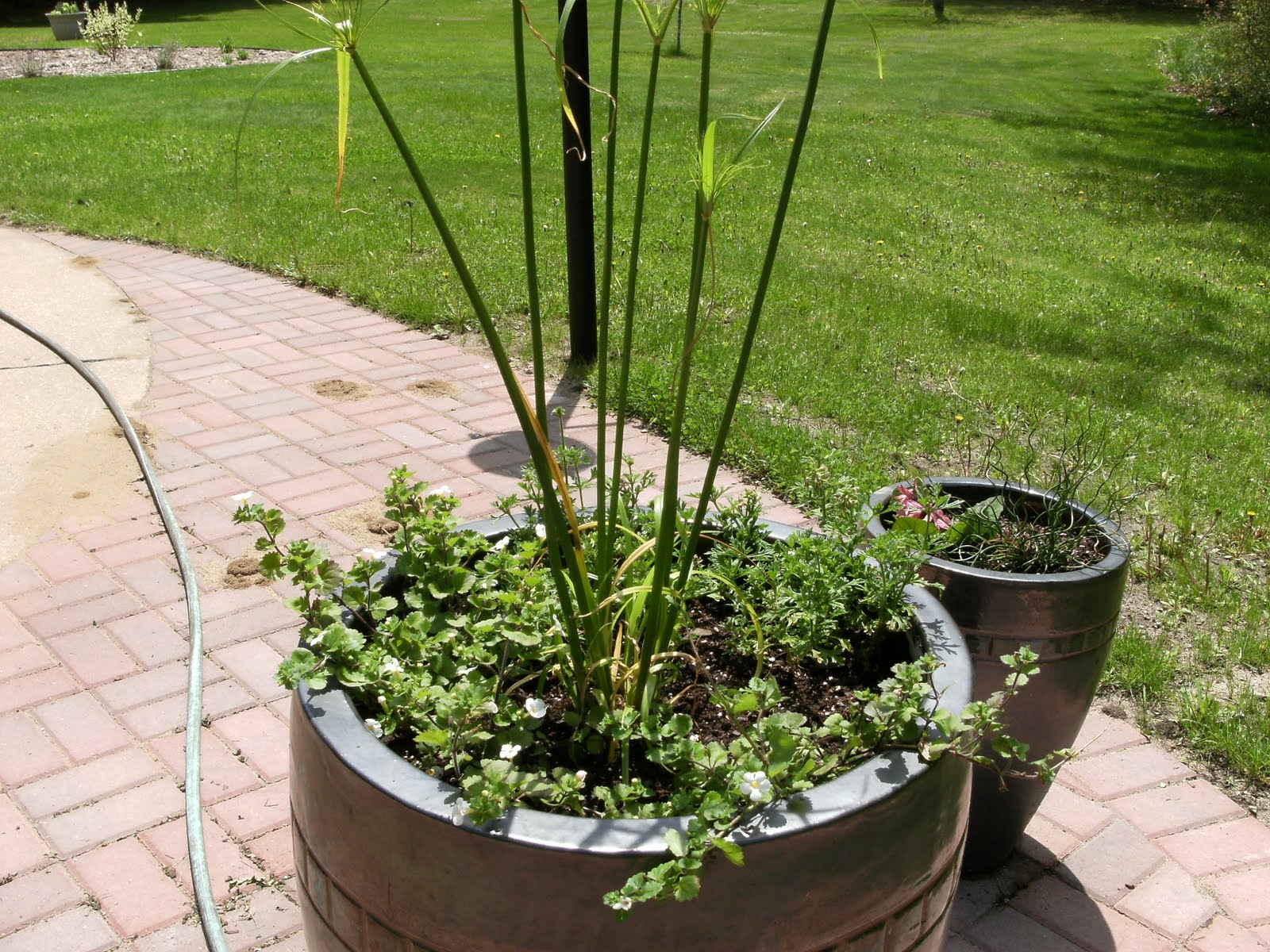 Outside Flower Pots 2011