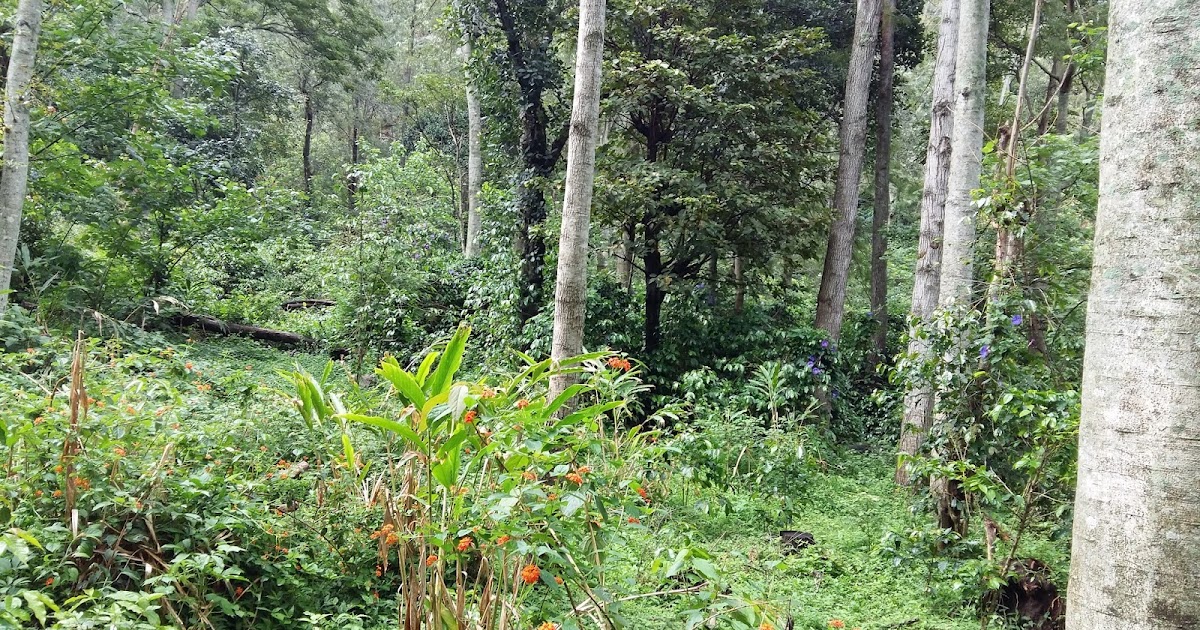 AGRI LANDS CHEAP COFFEE ESTATE FOR SALE NEAR BODI TAMILNADU