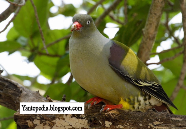 Kenali Jenis Jenis Burung Puter Derkuku Tekukur Yantopedia
