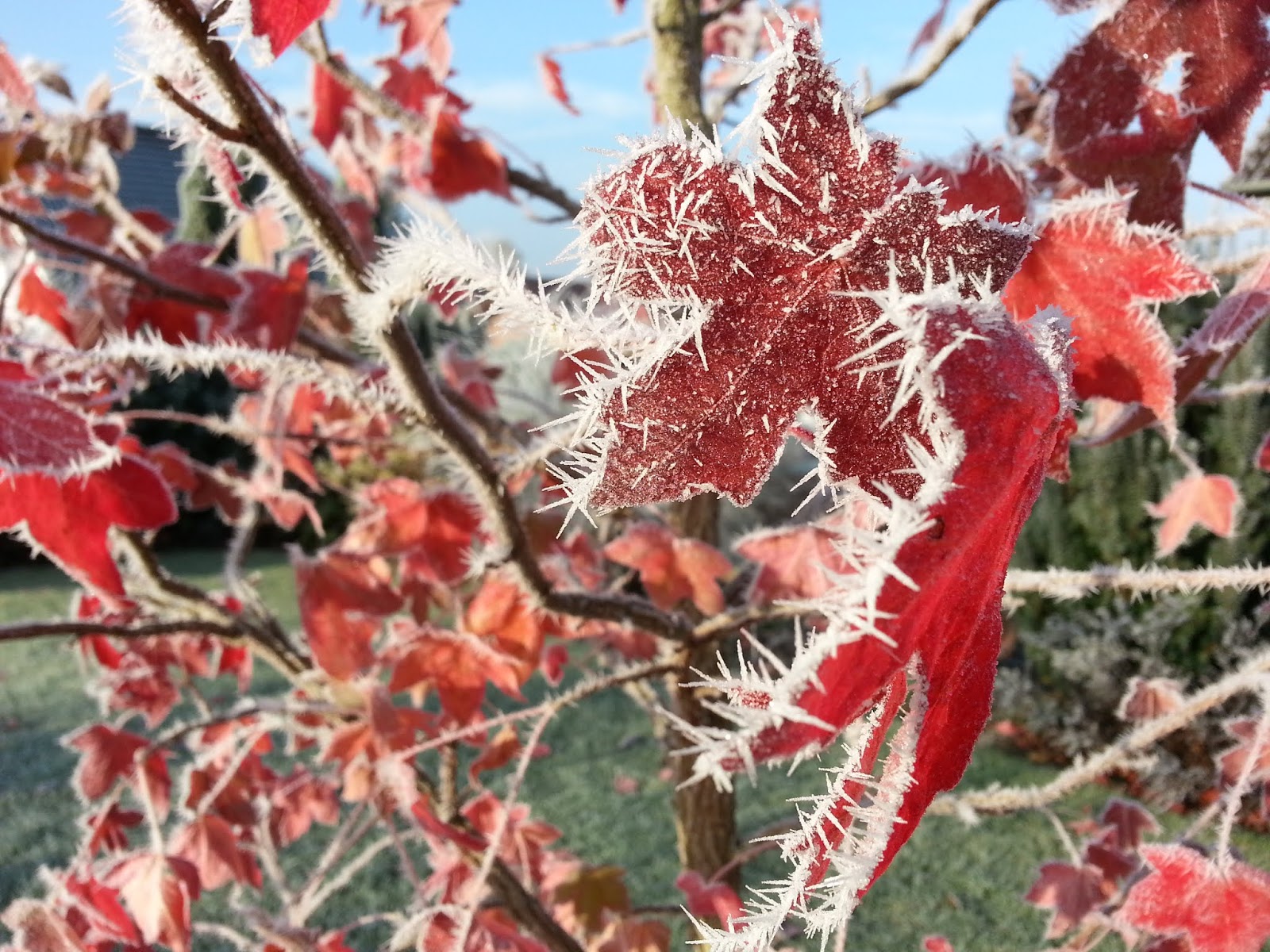 Calluna Magazin 2018