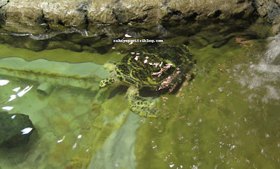 DivingRabbit_SeaWorld_Ancol