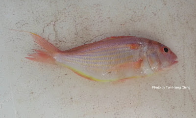 Japanese Threadfin Bream, Nemipterus japonicus