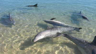 La playa de los delfines - Monkey Mia, Canadá