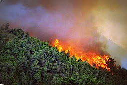 Royke Lumowa Datangi Lokasi Kebakaran Hutan di Wasior