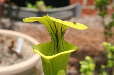 Yellow pitcher plant - Sarracenia flava grow and care