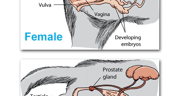 Feline Reproductive System 