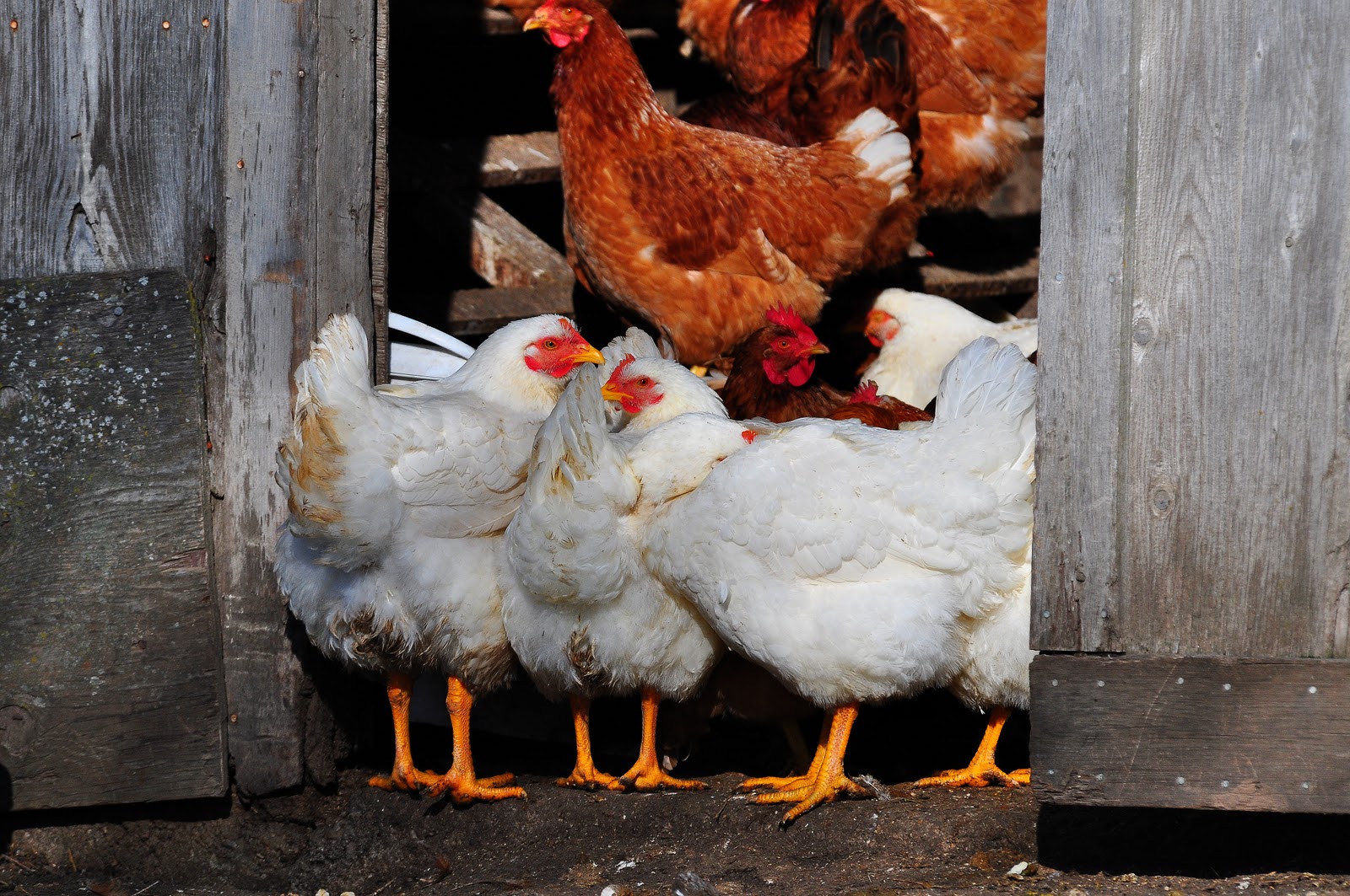 Nikon Sniper We Got Chickens In The Barn