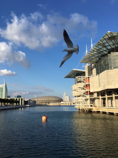 Oceanário com boneco Vasco na água e ave voando