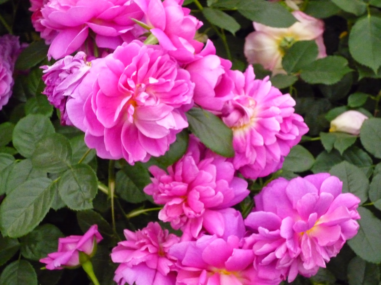 Coulda Shoulda Woulda: David Austin Roses and their Other Collections ...